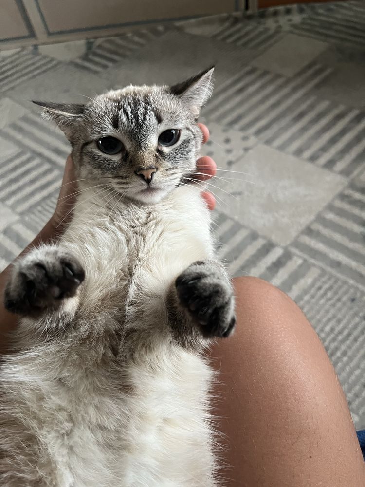 Кошка окраска Табби