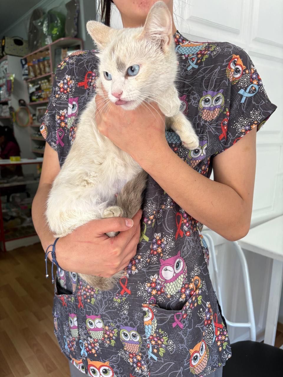 Кошка в добрые руки