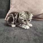 Шикарные шотландские вислоухие котята