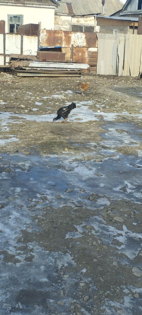 Продам дакан есть куры и пидухи
