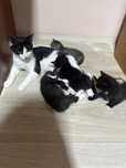 Отдам кошку с котенками