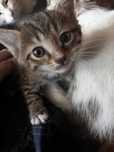 Отдать котят в добрые руки