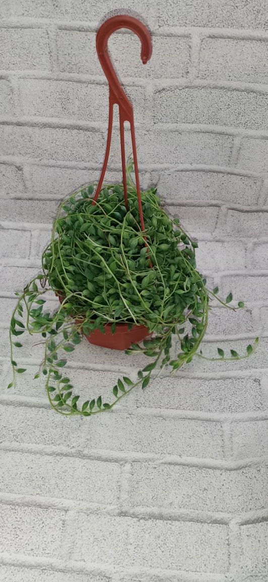 Продам крестовник геррейна
