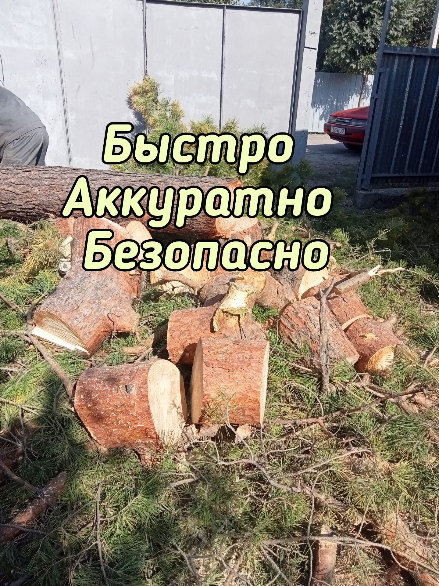 услуги по спилу и удалению деревьев. спилить спил обрезка