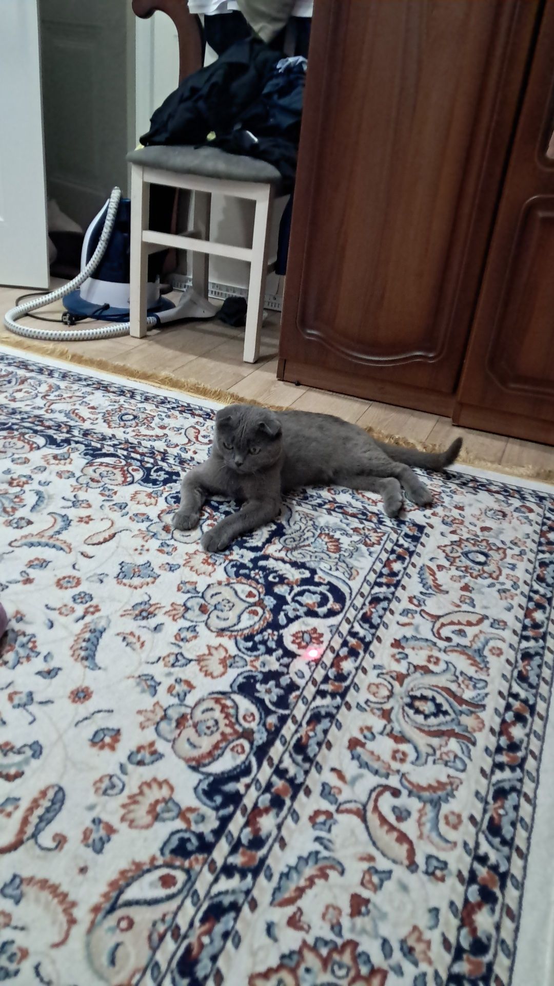 Найдена кошка кот