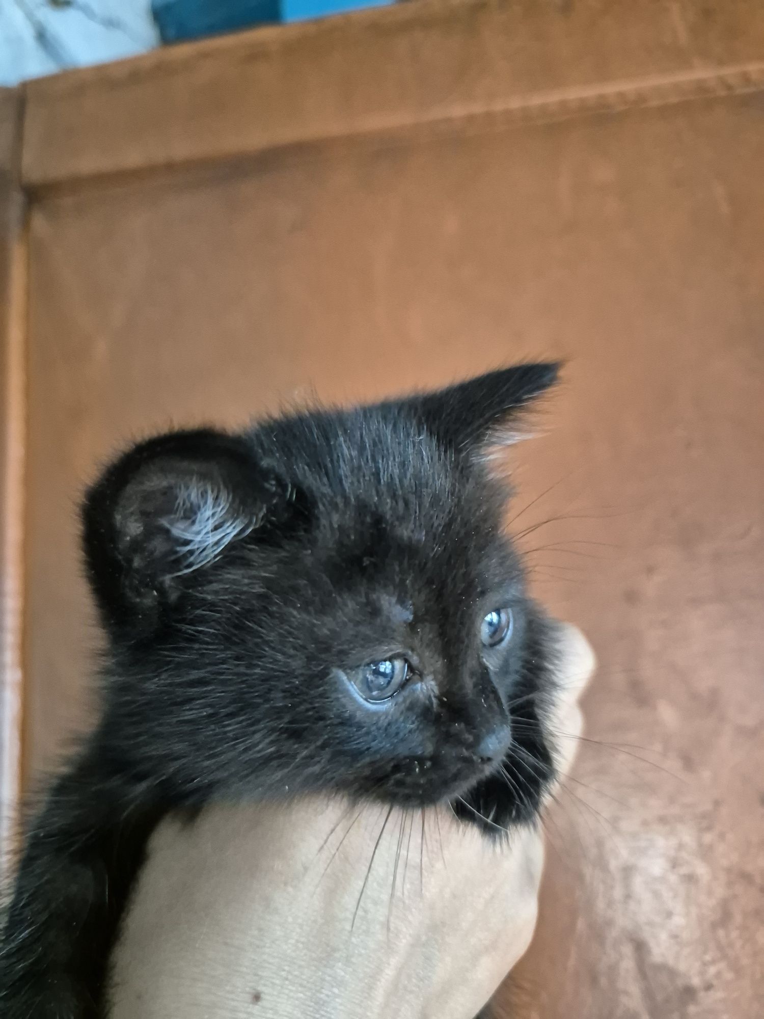 Отдам котят в хорошие руки