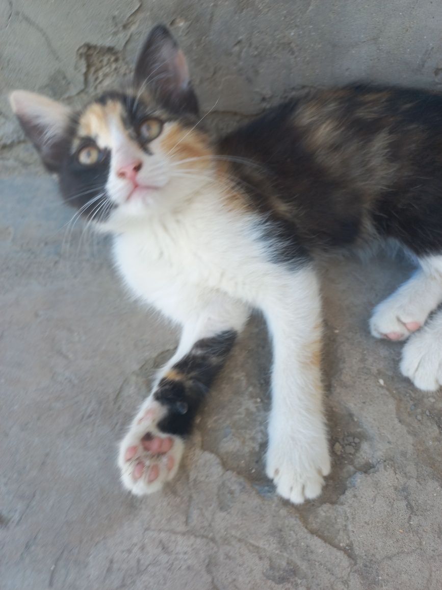 Котенок трехцветный