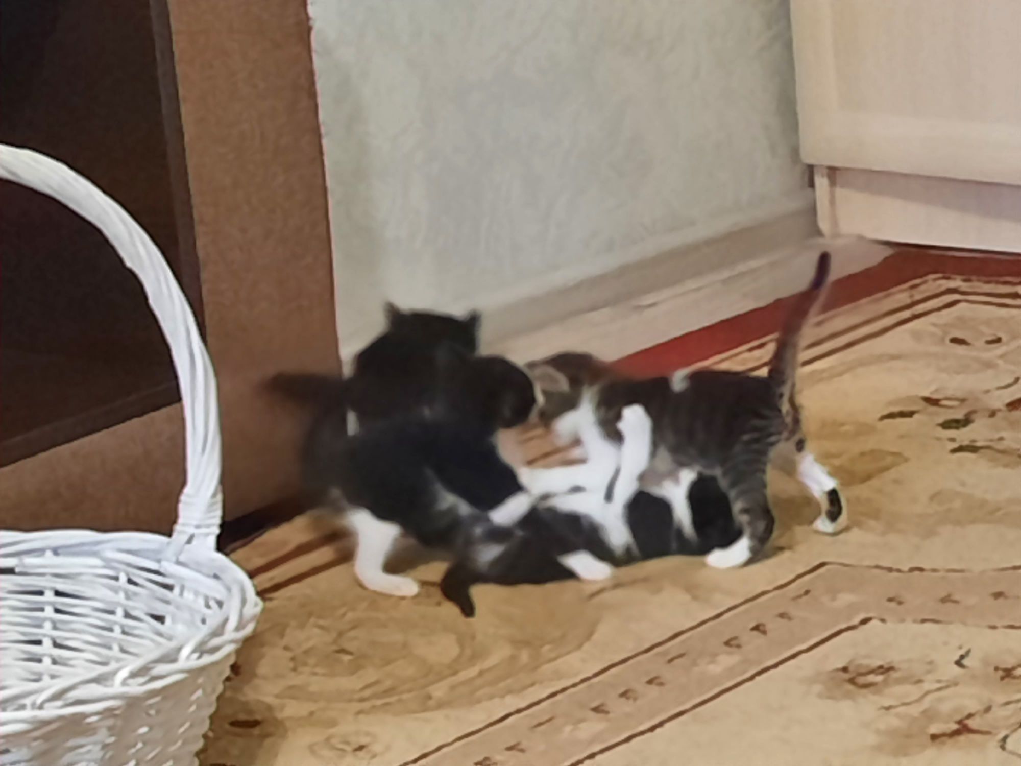 Отдам игривых котят,одна девочка и три мальчика.
