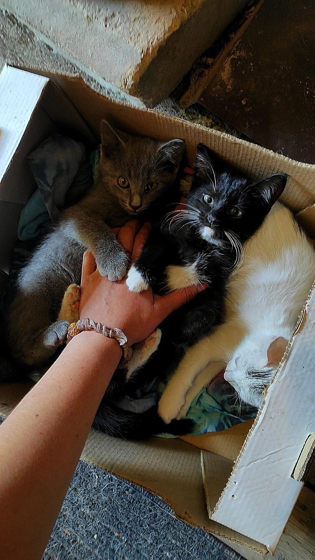 Отдам котят в добрые руки