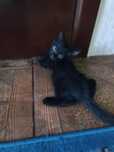 Котята крысолова