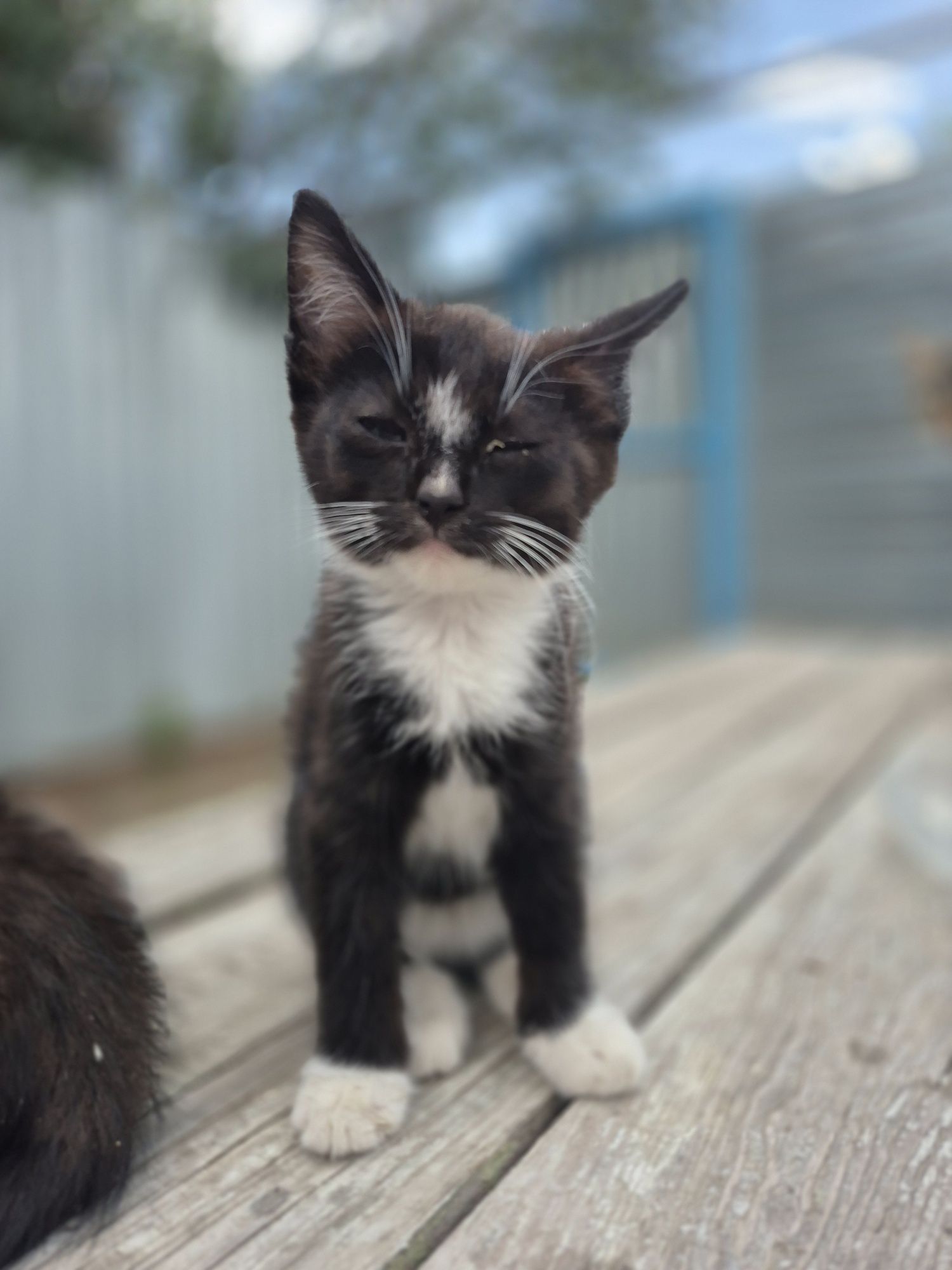 Отдадим котят в добрые руки