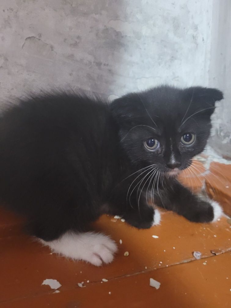 Отдам котят в хорошие руки