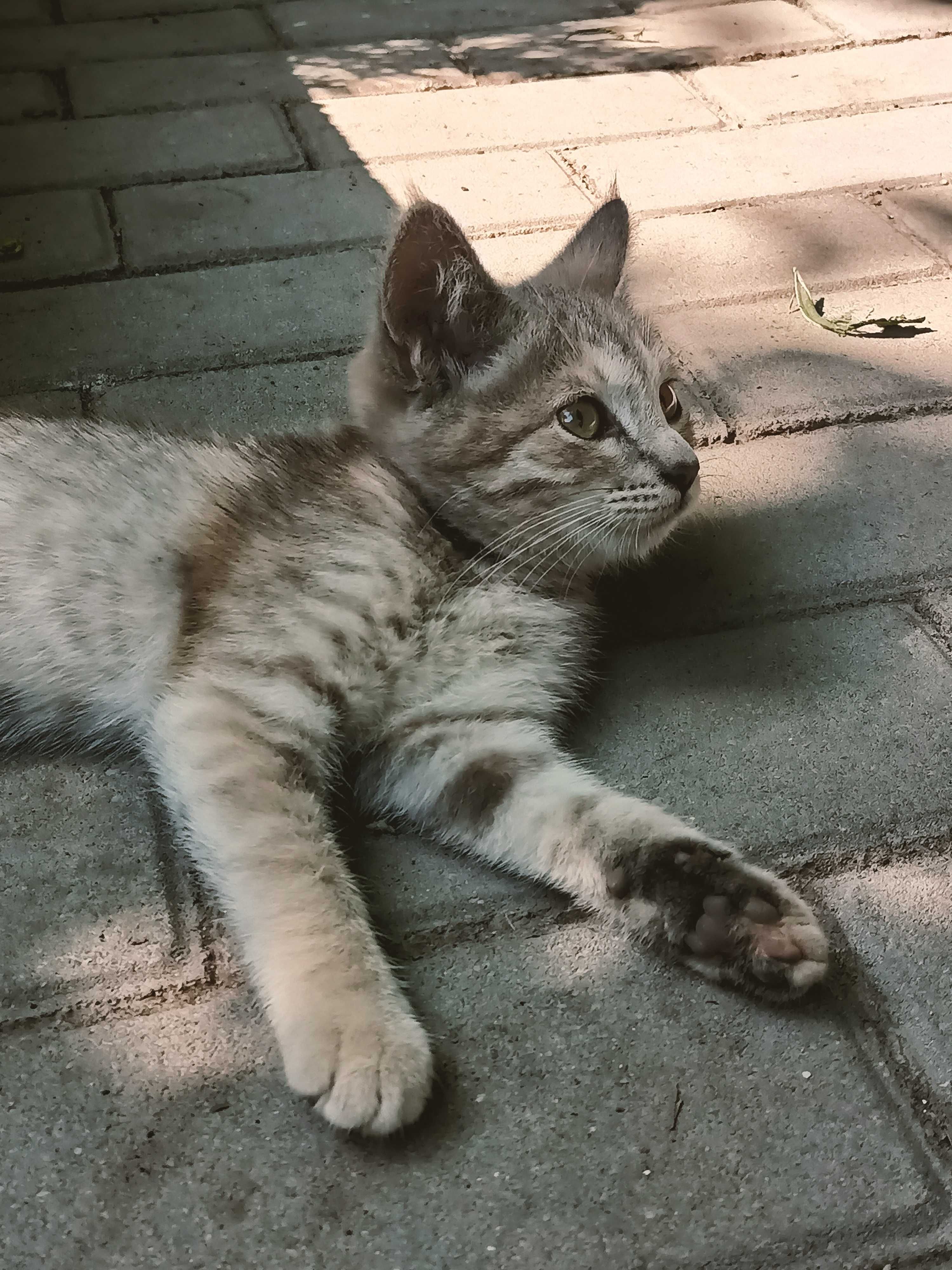 Отдам котят в добрые руки