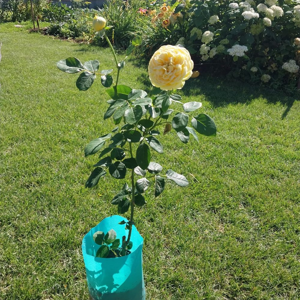 Розы с закрытой корневой