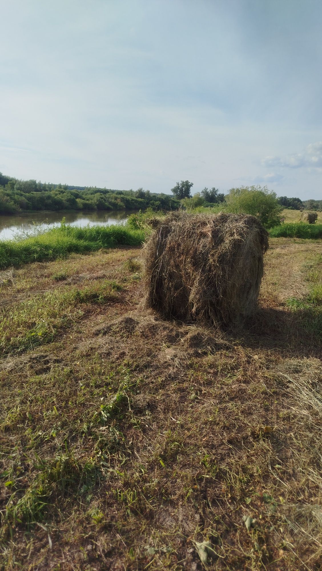 Продам сено 2025 г