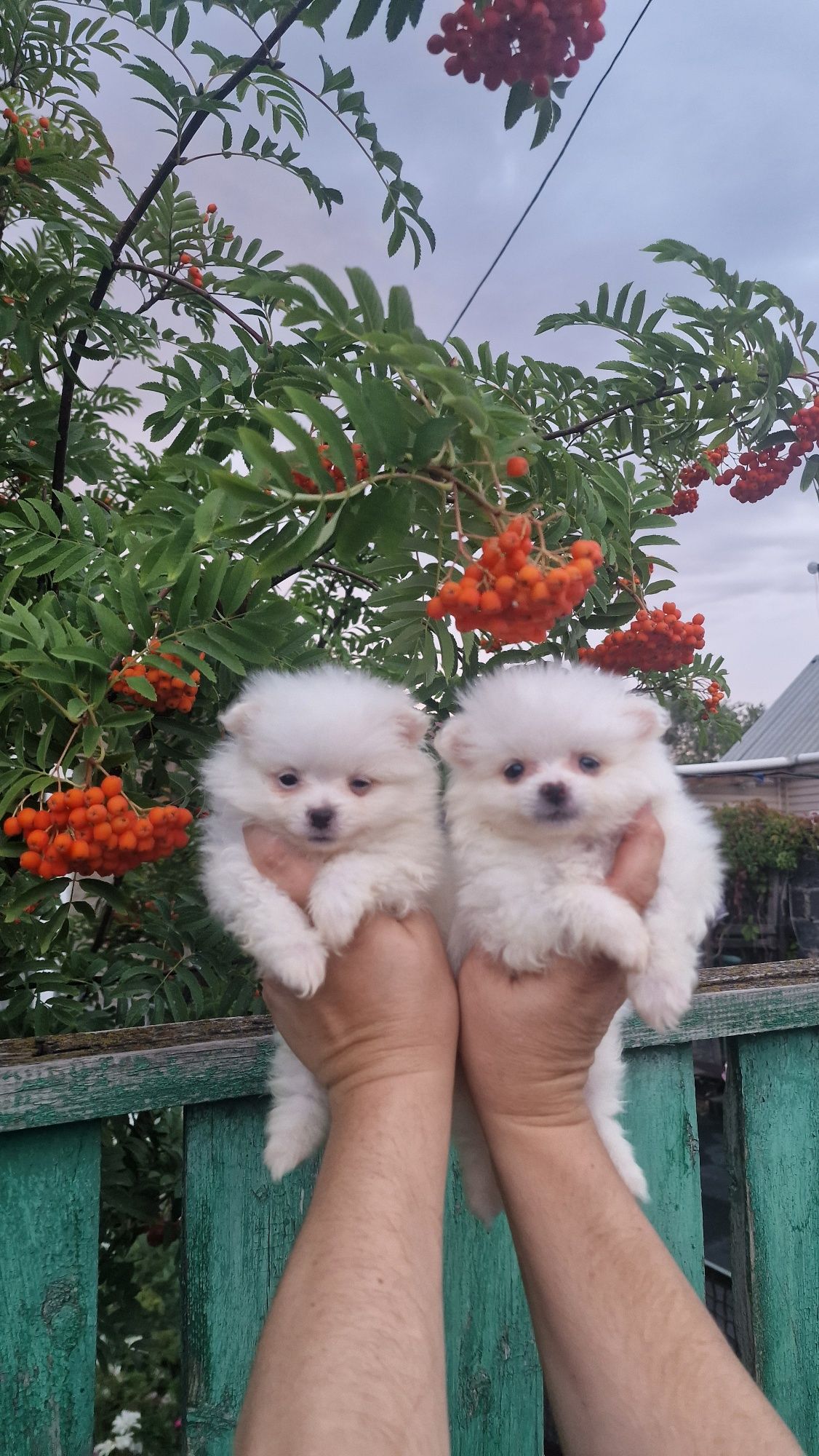 Продам белых щенков шпица