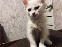 котенок в хоршие руки