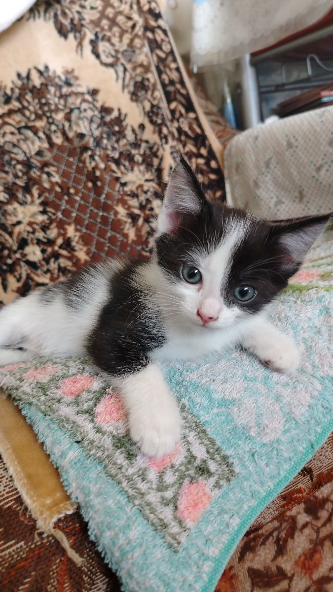 Отдам чудесных котят в добрые руки