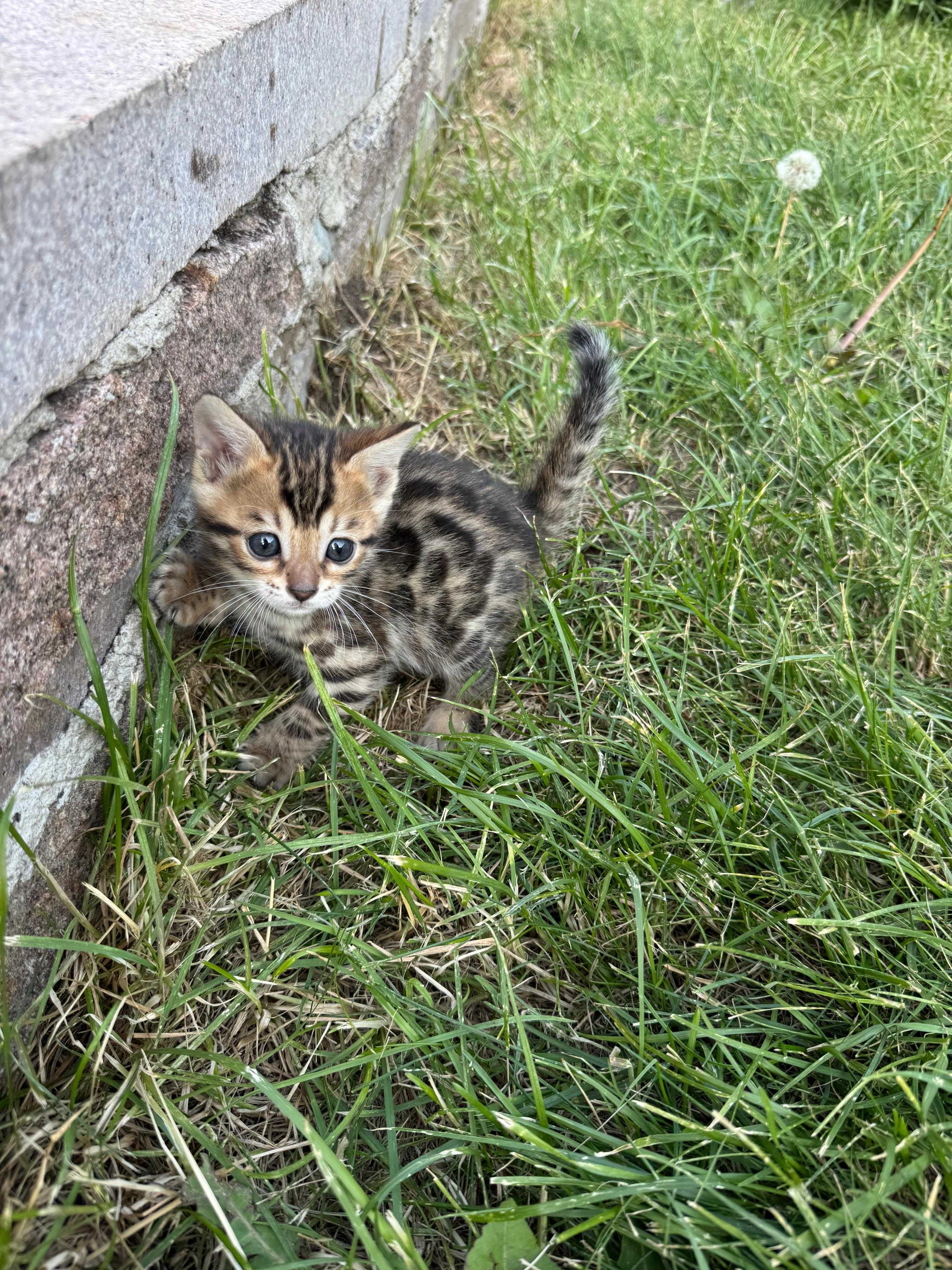 Продам бенгальских котят