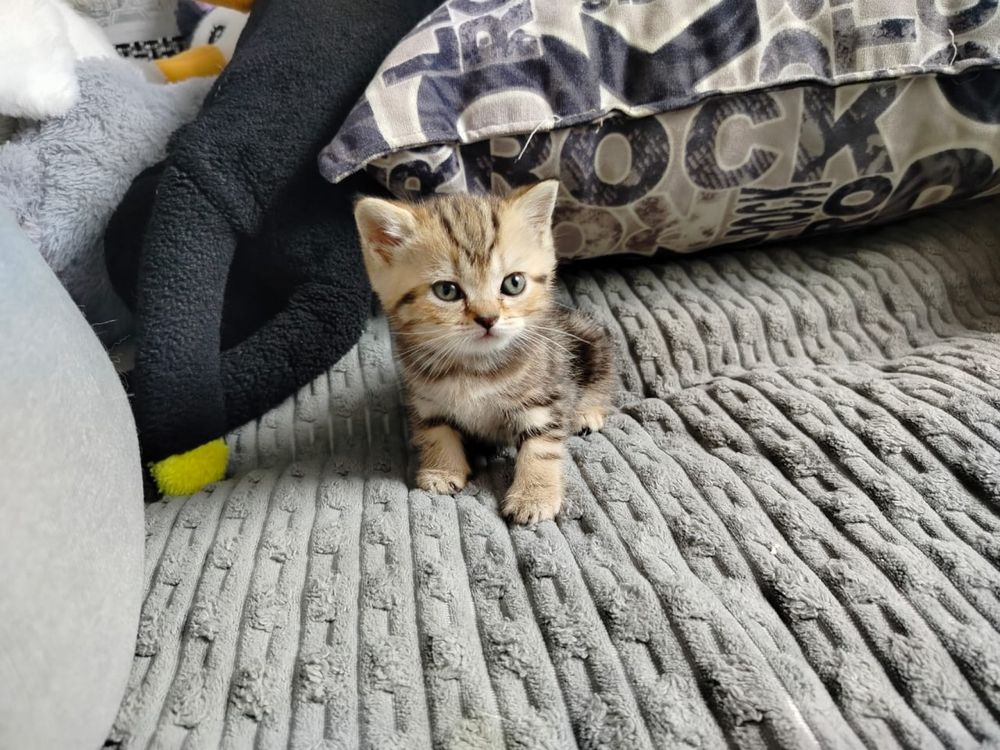 Котята вислоухие