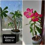 Продам комнатные цветы