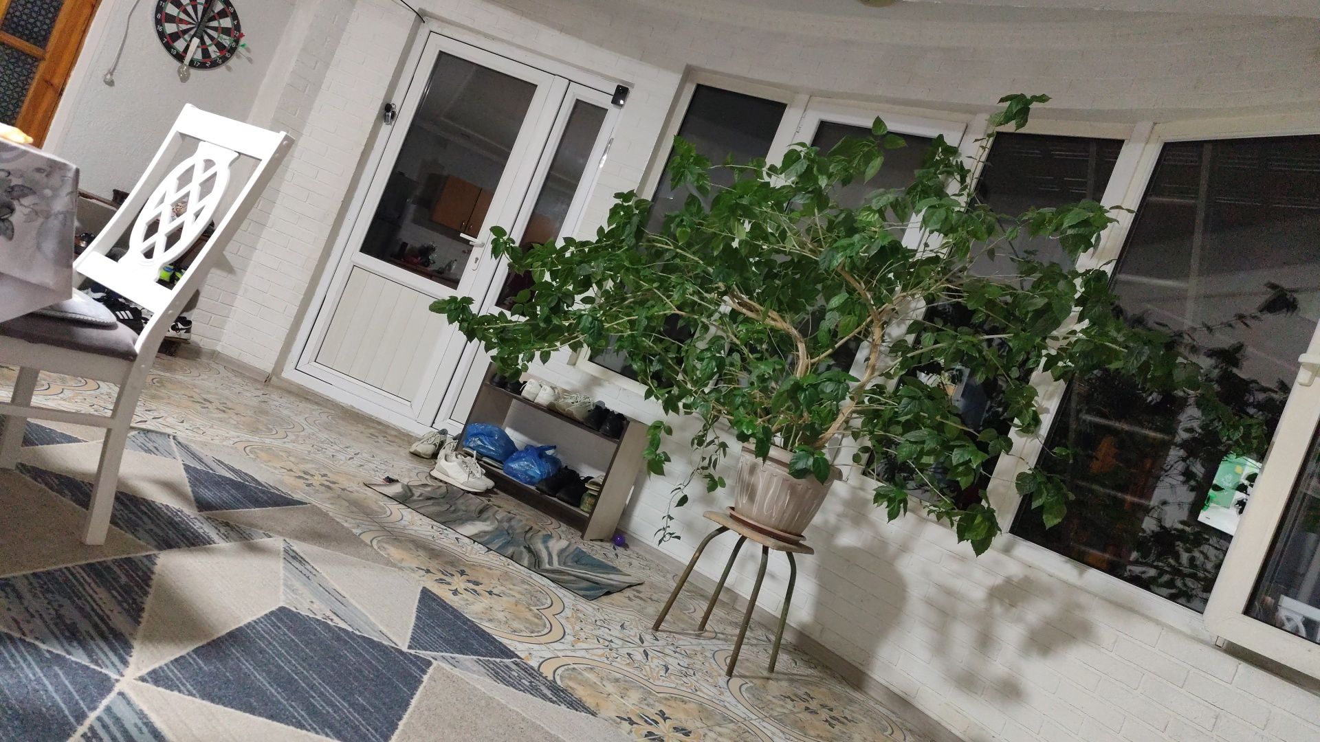 Продам Китайскую розу