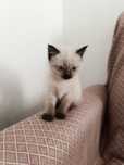 Сиамский котёнок