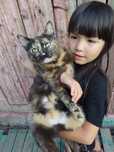 Отдам красивых и умных котят