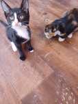 Котята котята девочки