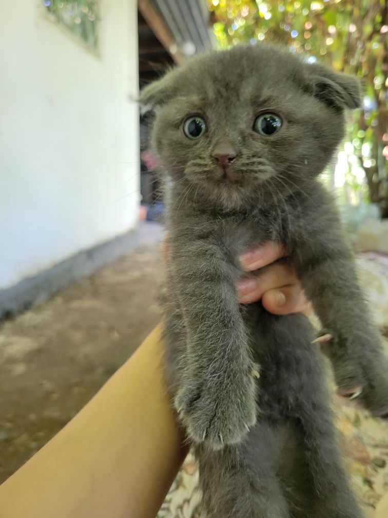 Кошка Шотланская вислоухая