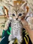 Котята шотландские прямоухие