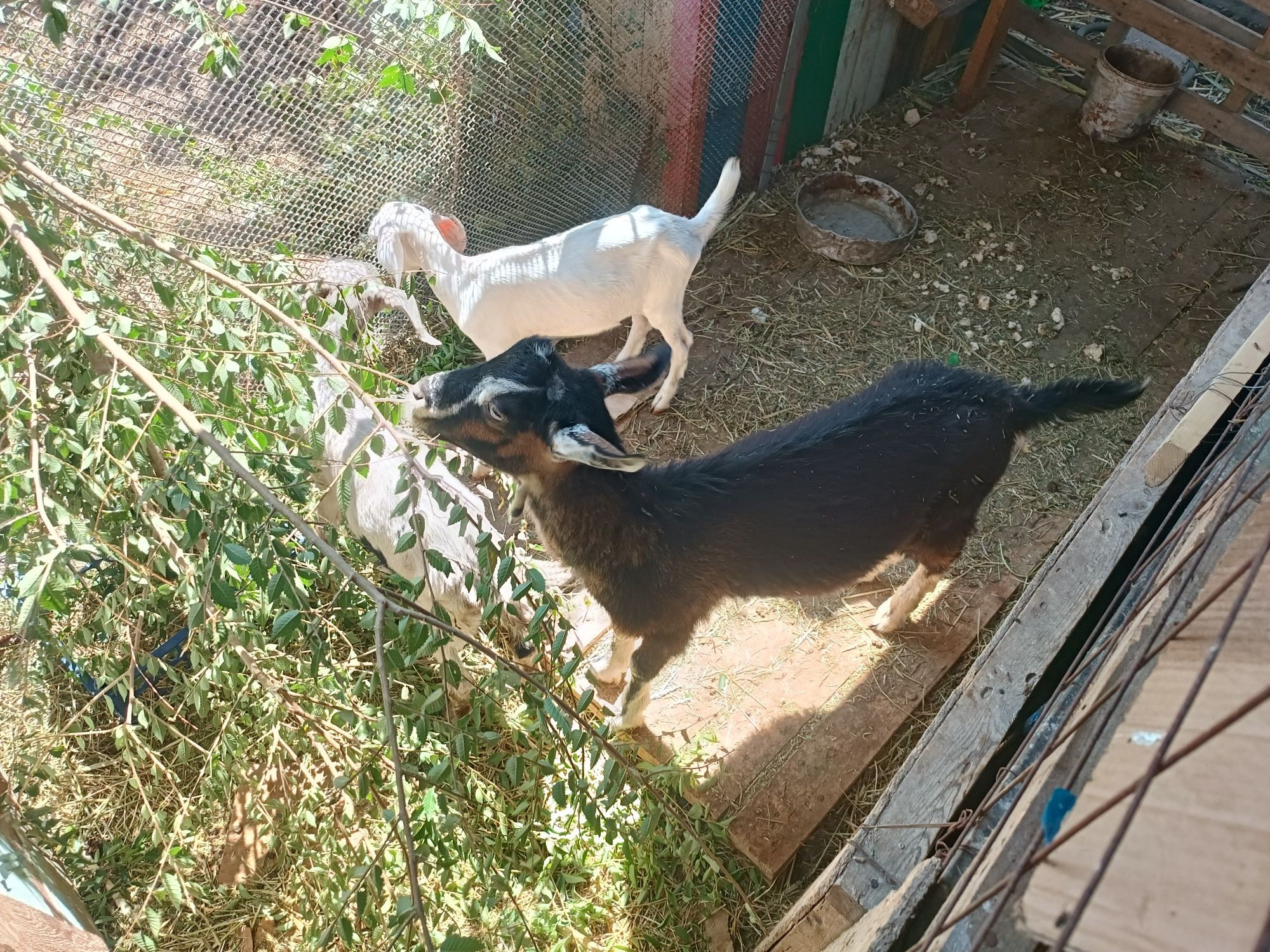 Продам лак 2 ешкі(1ұрғашы 1 еркек)