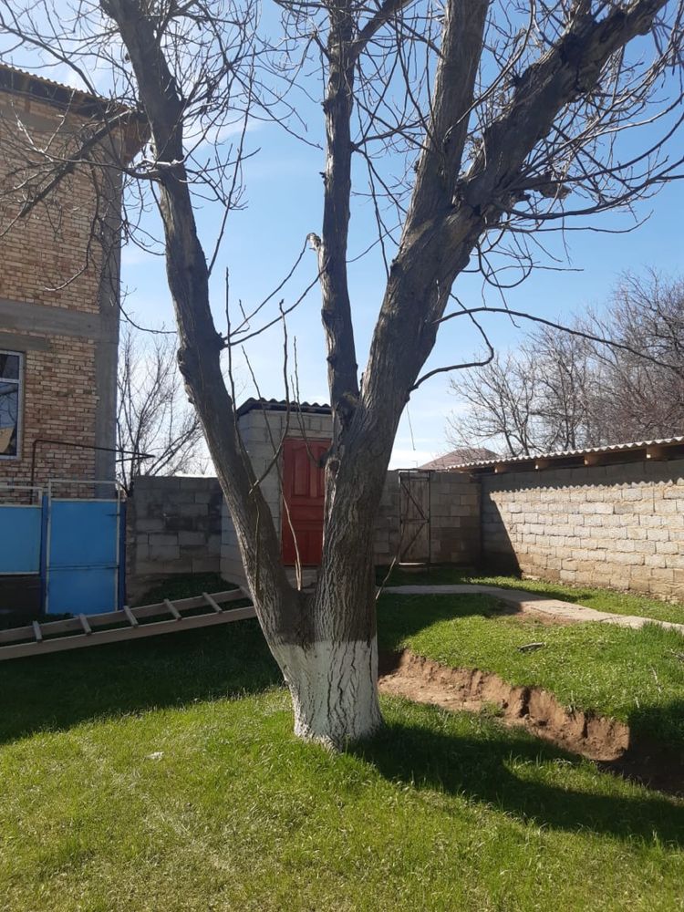 Ағаштар Шымкент