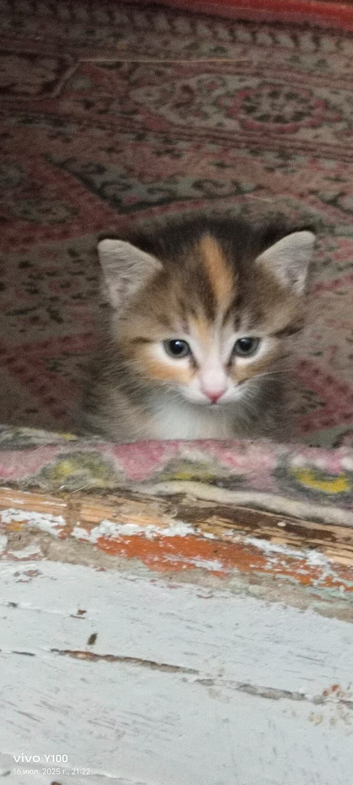Кошка бесплатно возможно.