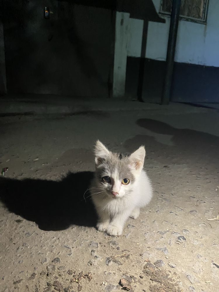 Отдам котенка,нашли девочку около 1-2 месяцев,даем в добрые руки