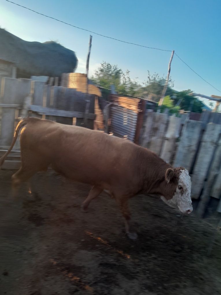 Продам    Бык 3-года молочный