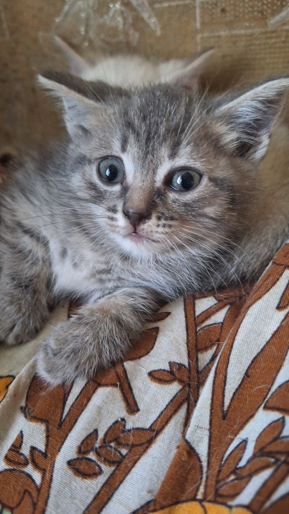 Отдам котят в добрые руки