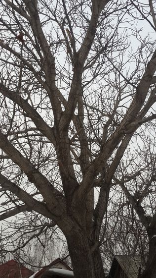 Продается дерево ореха