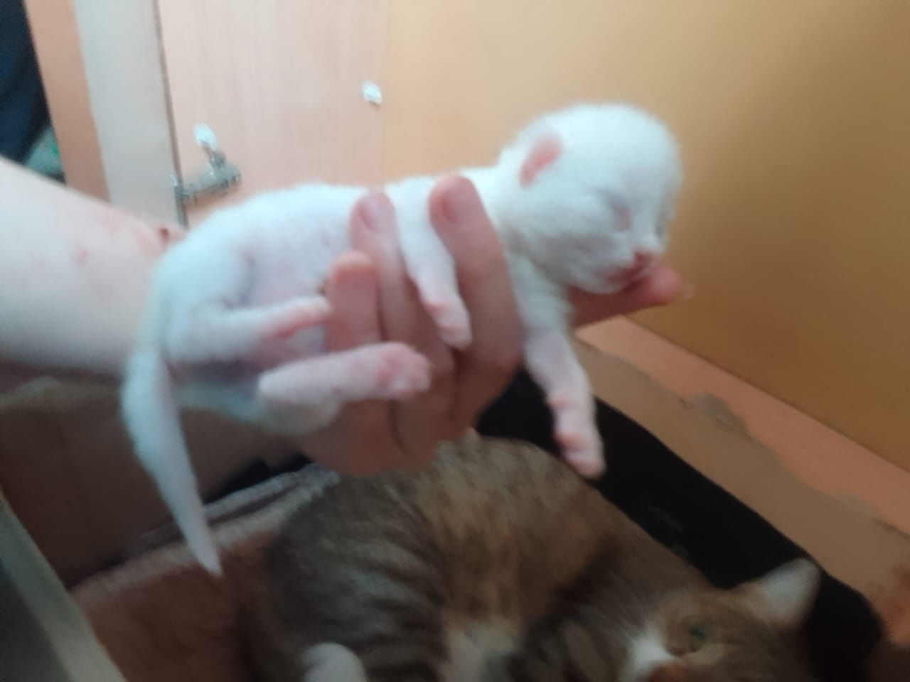 Кошка с котятами