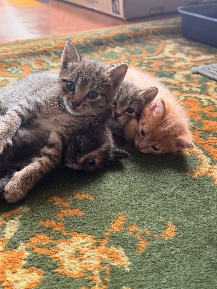 Отдам котят в добрые руки
