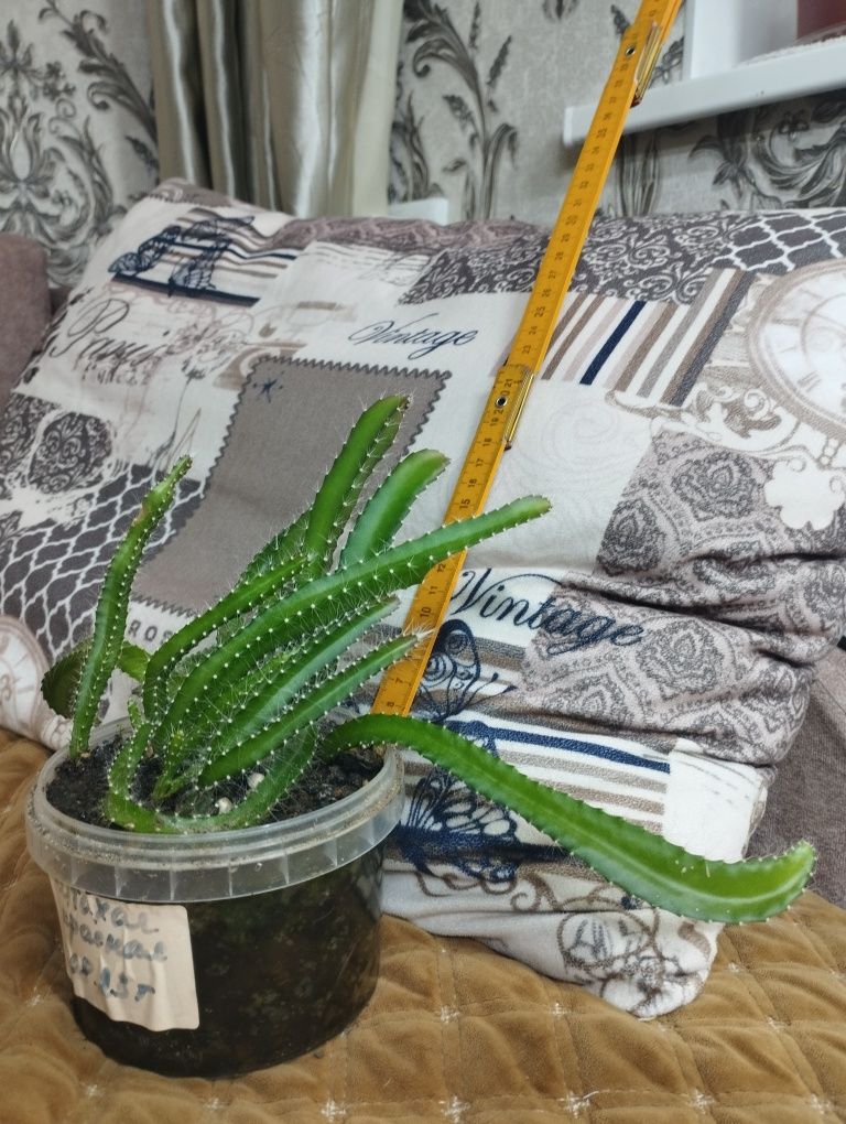 Питахая белая и красная. Продам!