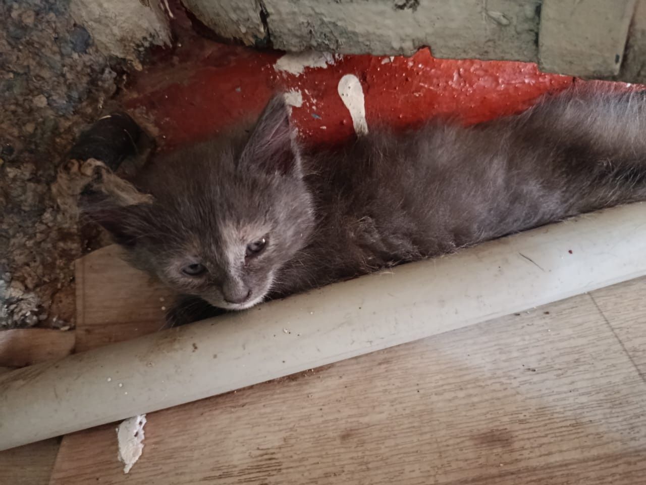 Обычные котята домашние