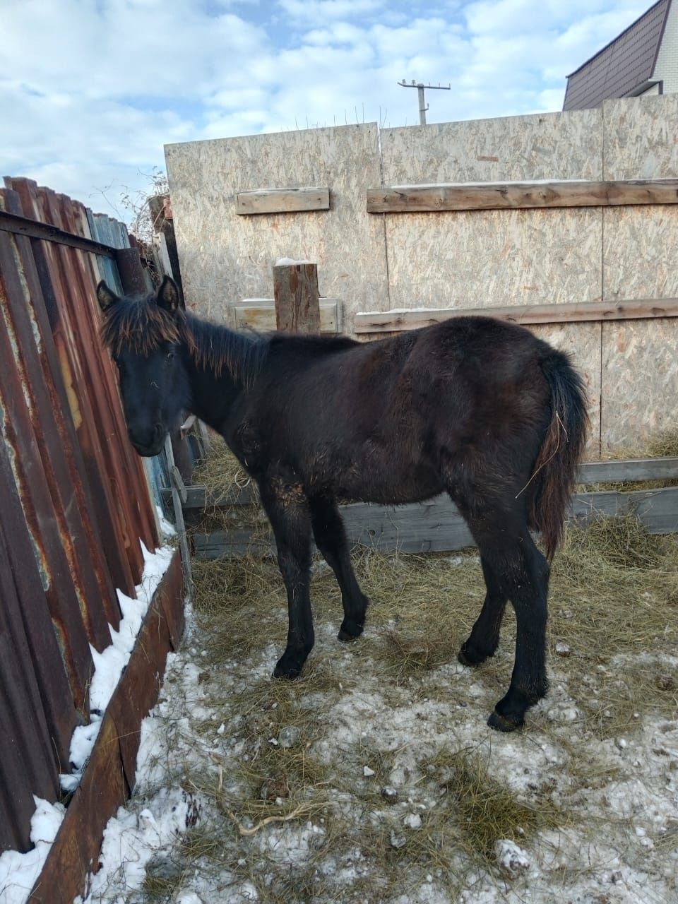Продам жабагы прошлогодний