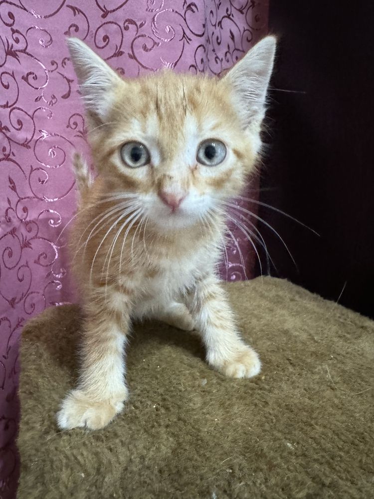 Котенок ищет семью