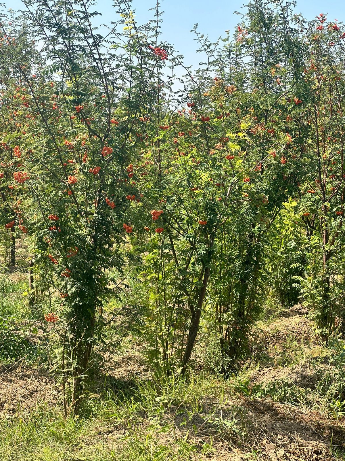 Рябина крупномеры 5-8м