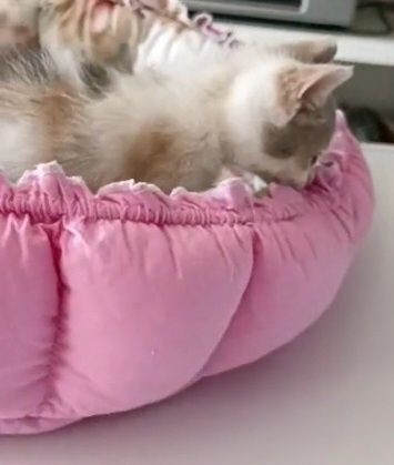 Котёнок в надежные руки.