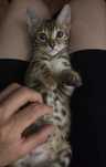Бенгальский кот, 2 месяца