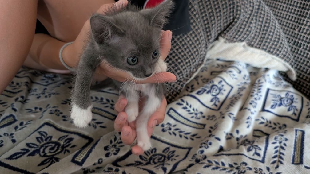 Котята отдам даром