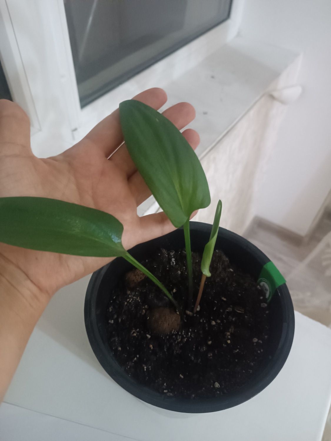 Продам цветы в горшках