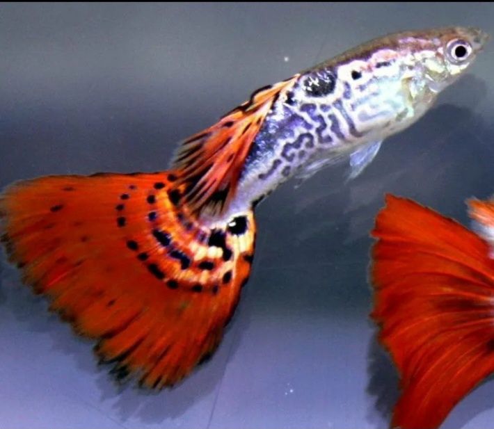 Гуппи «Красная кобра» (Poecilia reticulata «Red cobra»)